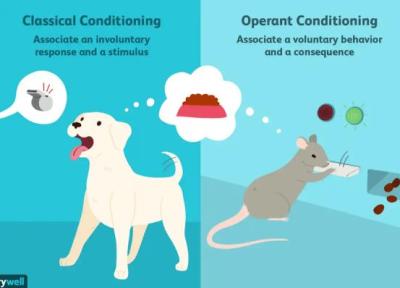 انواع شرطی سازی در روانشناسی ، چطور رفتار ما را شکل می دهند؟